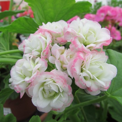 Pelargonium 'April Snow' - Pelargoon 'April Snow' P9/0,55L